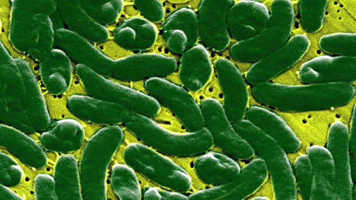 Early Signs, Stages and Pictures of Flesh-Eating Bacteria Infections